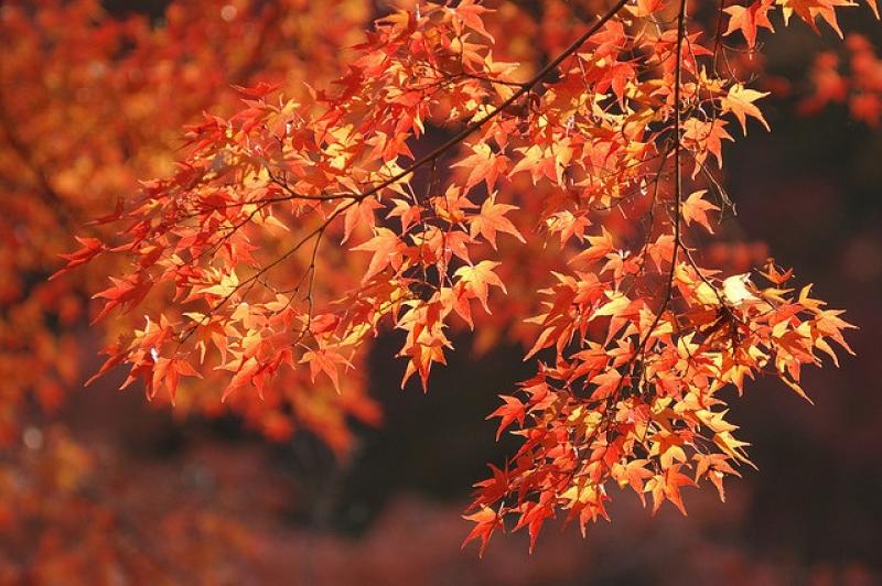 Rántott juharlevél az őszi slágerkaja Japánban