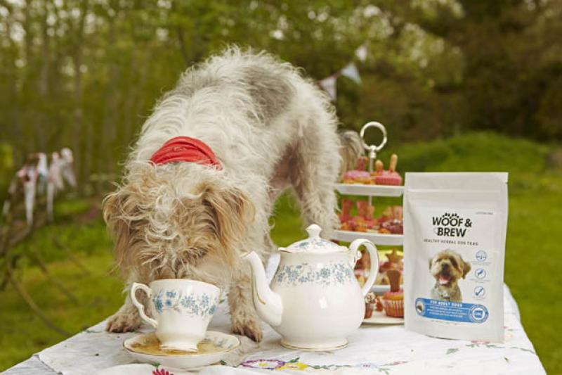 Можно собаке чай. Чаепитие с собакой. Собака и чай. Собачий чай. Чайная собака.